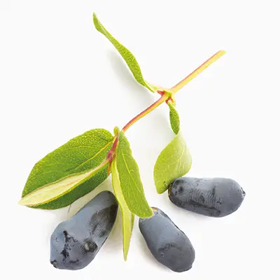 fruits de camerise fraichement cueillis